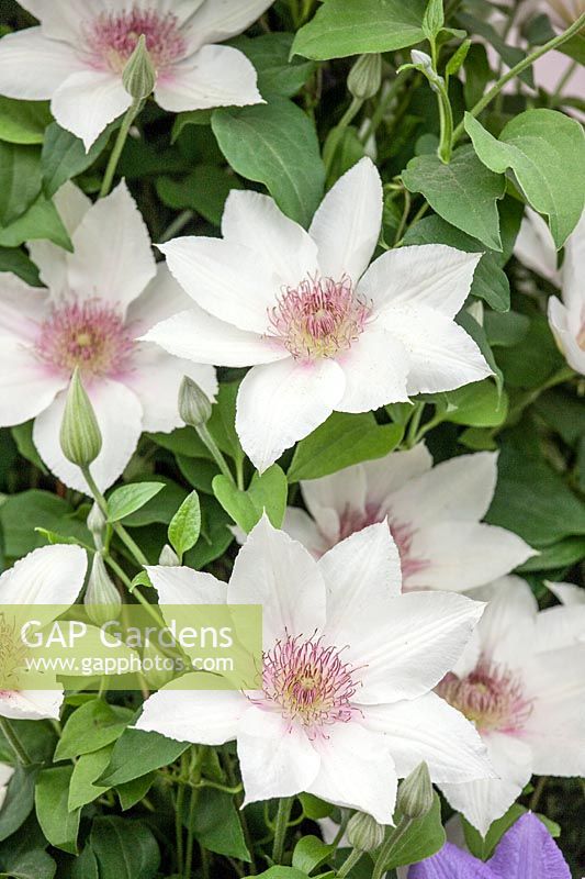 Clematis Corinne ™