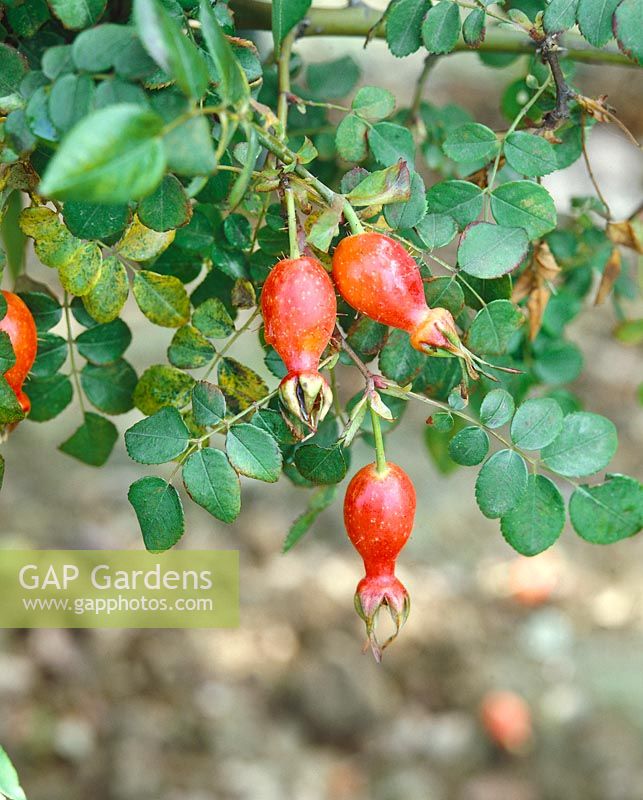 Rose hip of Rosa moyesii 