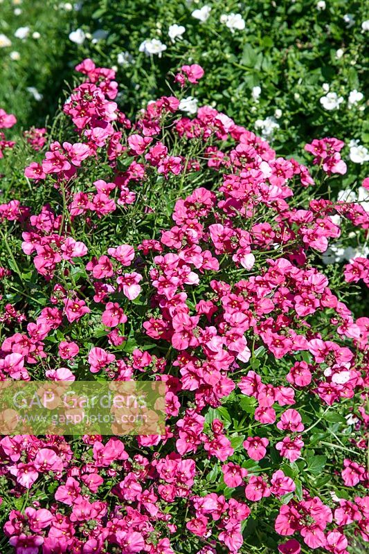 Diascia Genta ™ Bold Pink