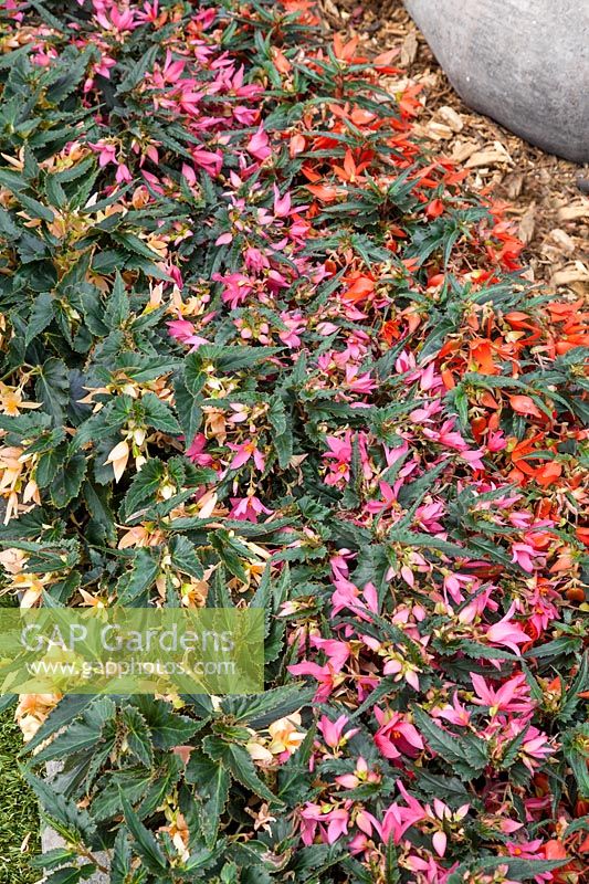 Begonia Crackling Fire ® Mix