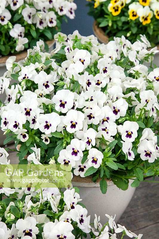 Viola Sorbet XP White Blotch