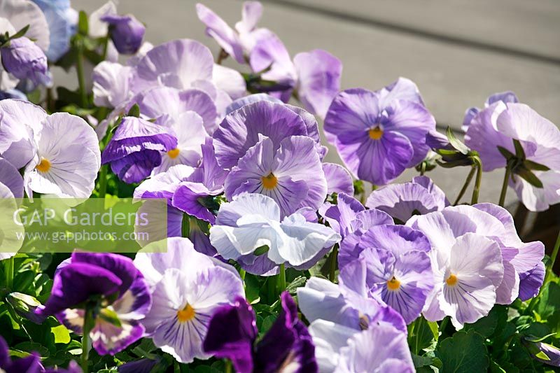 Viola Spring Matrix ™ Lavender Shades