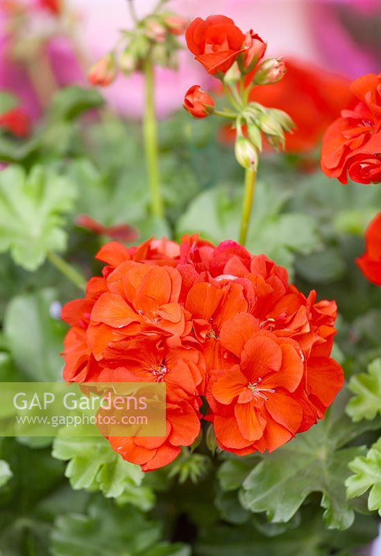 Pelargonium pac ® Dandy Orange