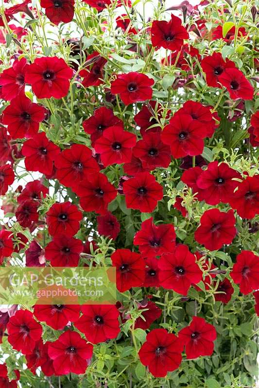 Petunia Tidal Wave ® Red Velour