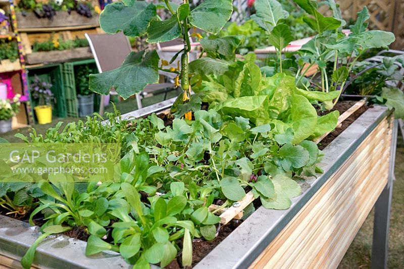 Raised bed with vegetables
