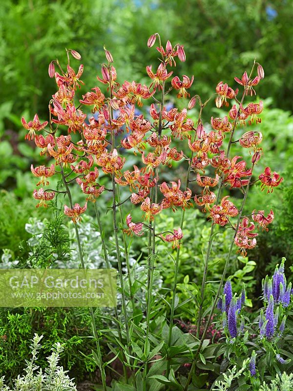 Lilium martagon Gaybird