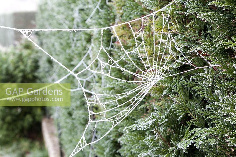 Spider web with white frost