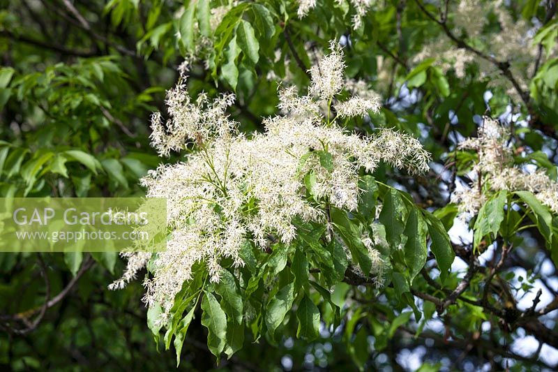 Fraxinus ornus