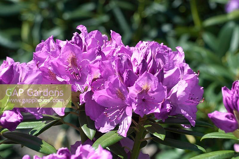 Rhododendron Florence Parks