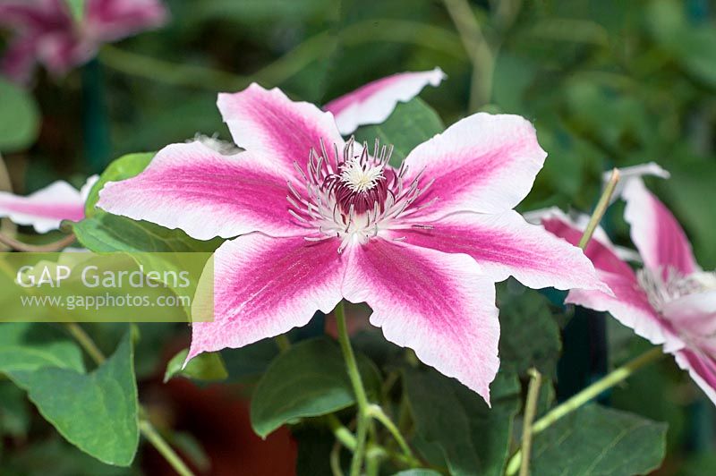 Clematis Carnaby