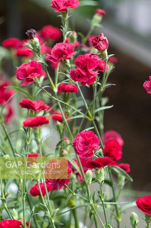 Dianthus Cinnamon Red Hots