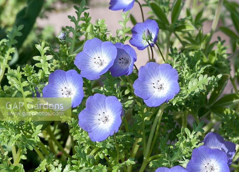 Nemophila menziesii