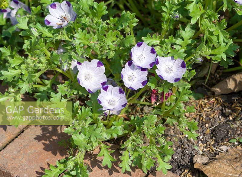 Nemophila maculata