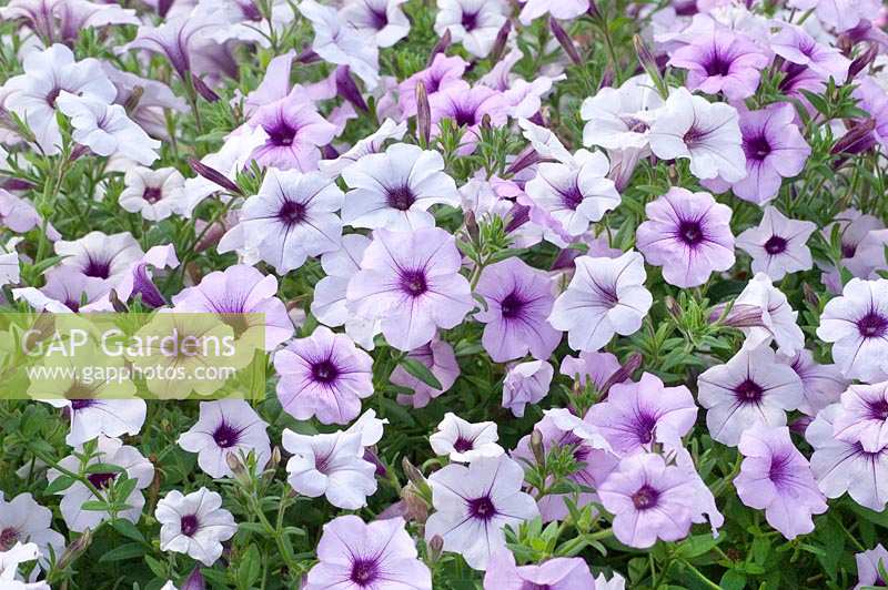 Petunia Tidal Wave™ Silver