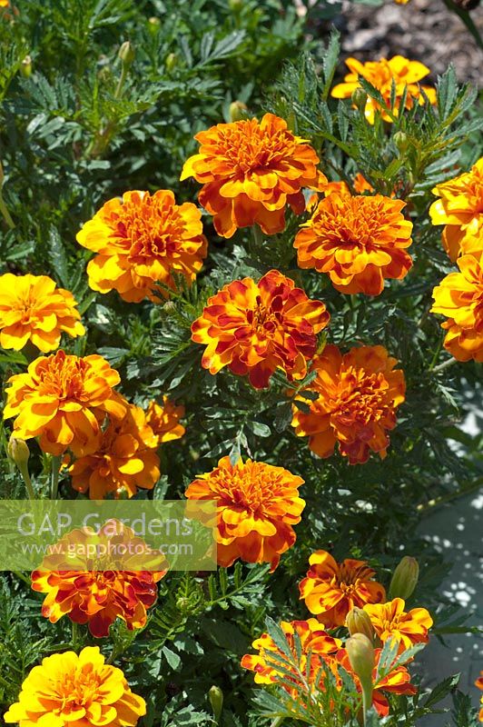 Tagetes Bonanza Bolero