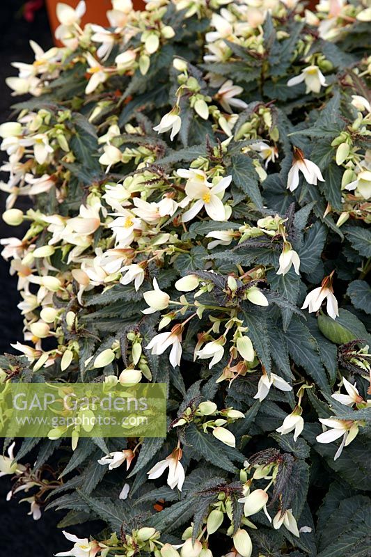 Begonia Sparkle™ White Blush