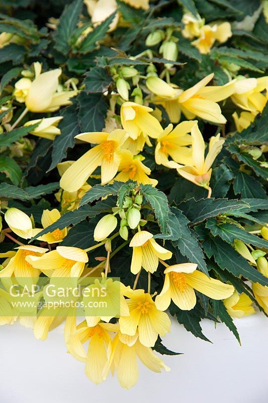 Begonia boliviensis Bovilia ® Lemon