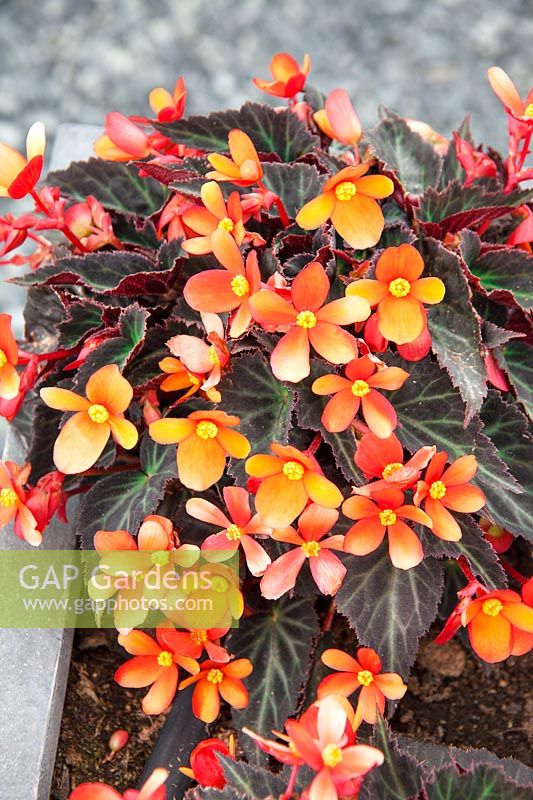 Begonia boliviensis Glowing Embers ®