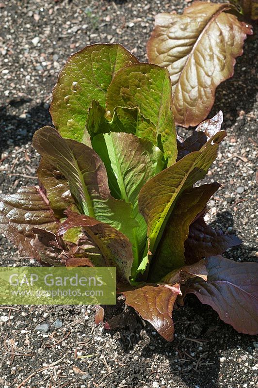 Lactuca sativa var. longifolia Rosalita