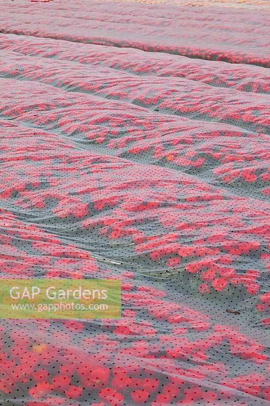 Tulip field with perforated foil
