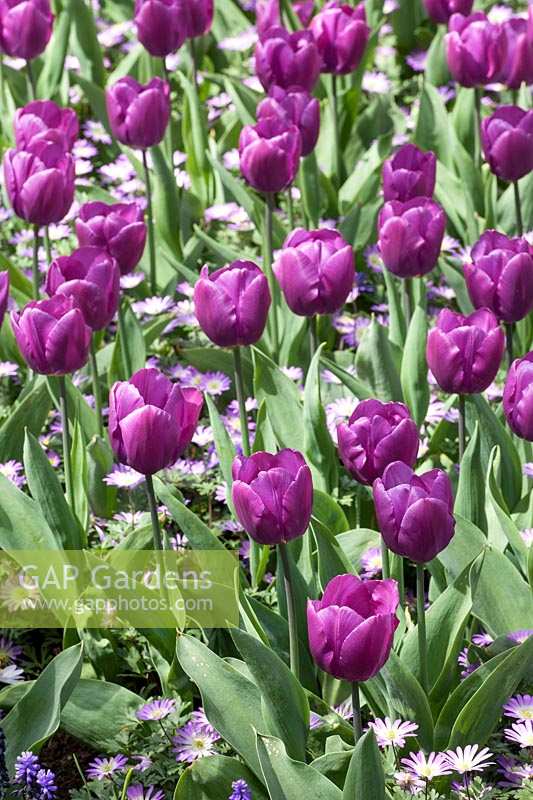 Tulipa Purple Prince and Anemone blanda Charmer
