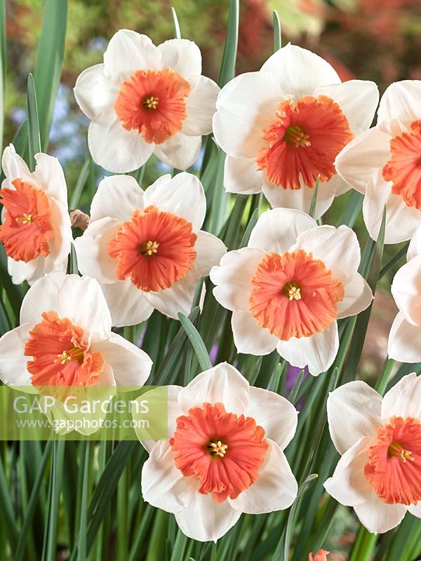 Narcissus Large Cupped Riot