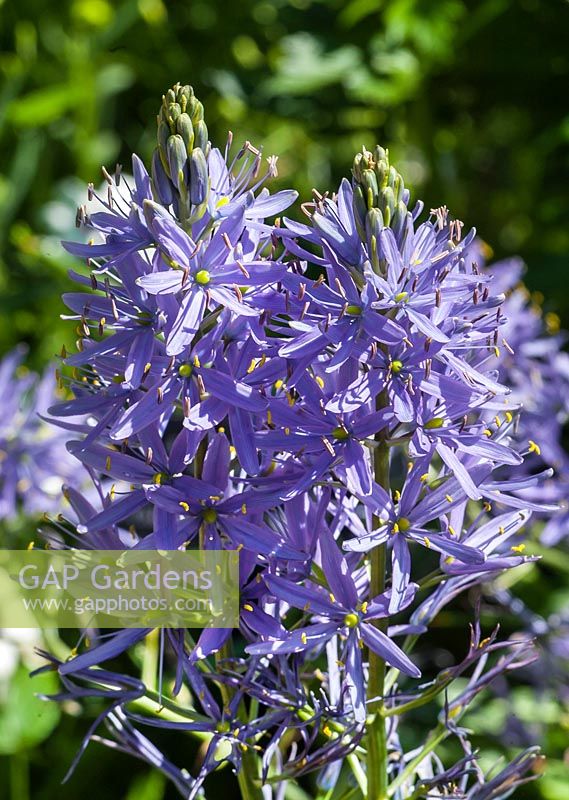 Camassia leichtlinii Blue Danube