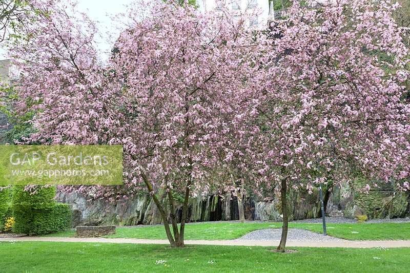 Prunus Colorata