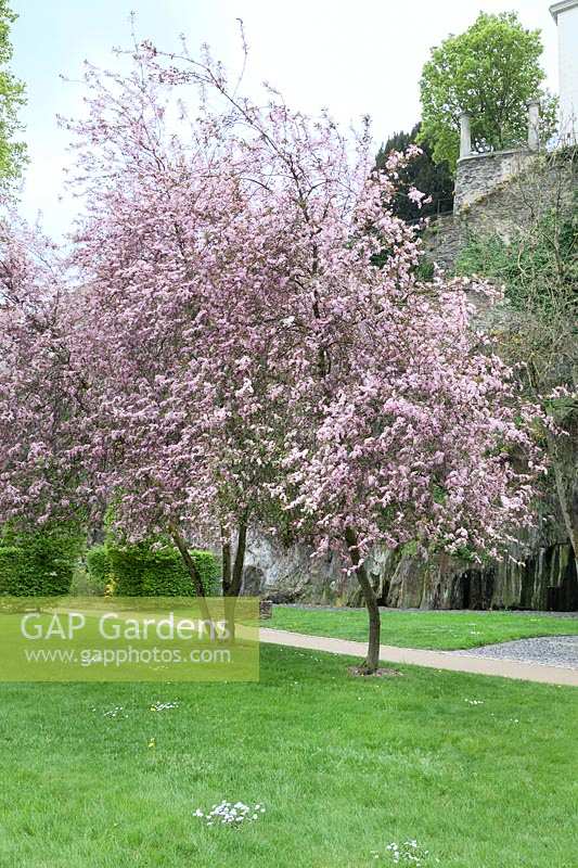 Prunus Colorata