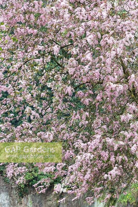 Prunus Colorata