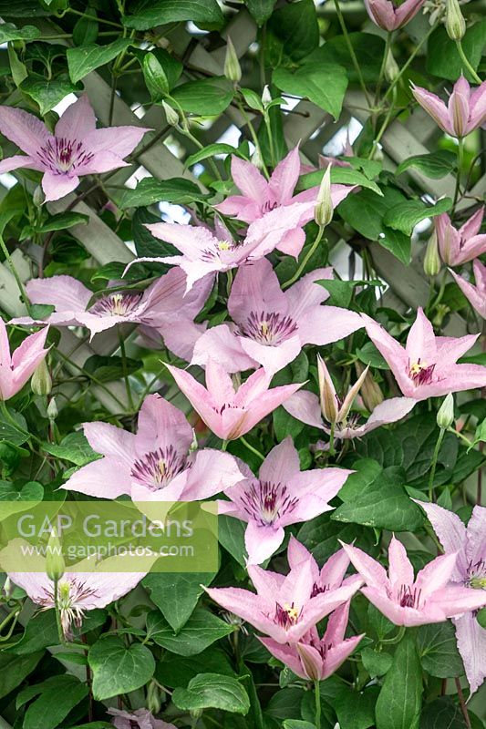 Clematis Hagley Hybrid