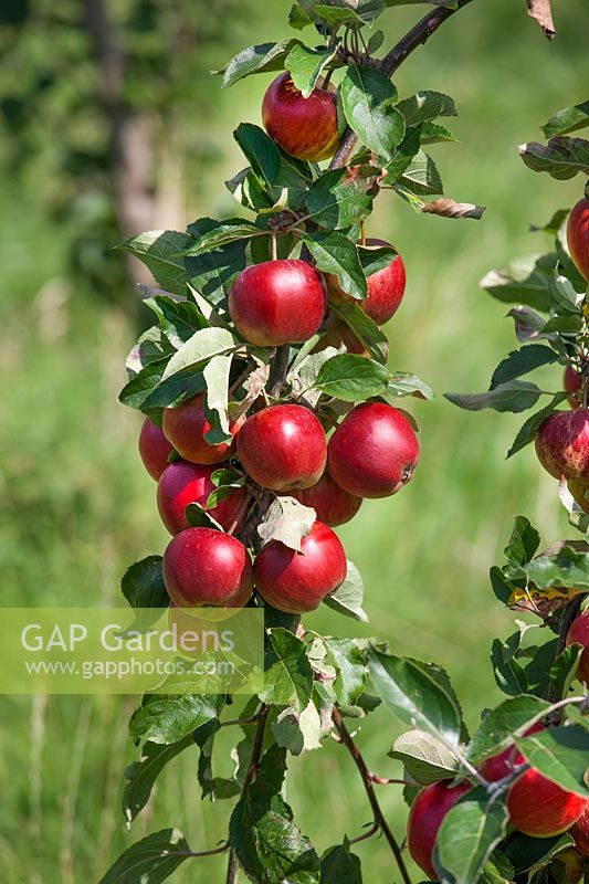 Malus domestica Scrumptious, trellis