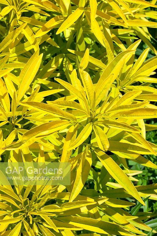 Coreopsis tripteris Curiosité Chartreuse