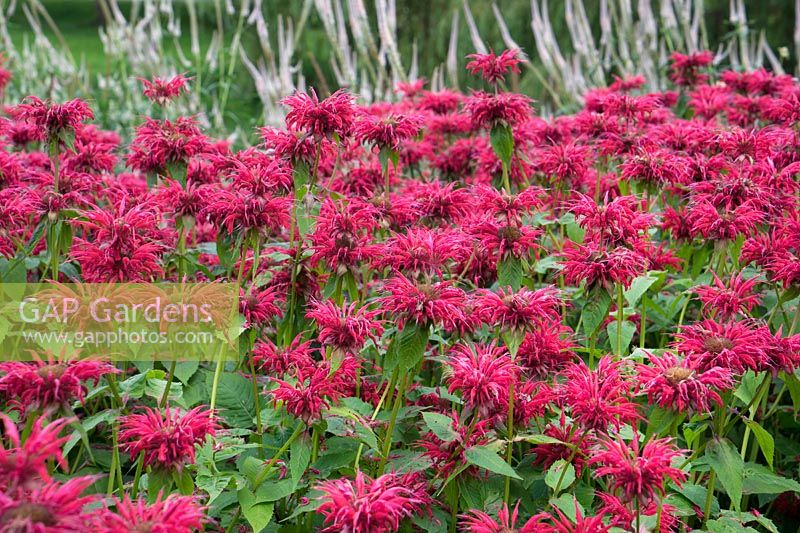 Monarda didyma Gardenview Scarlet