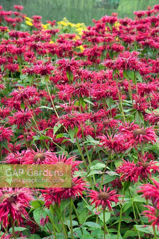 Monarda didyma Gardenview Scarlet