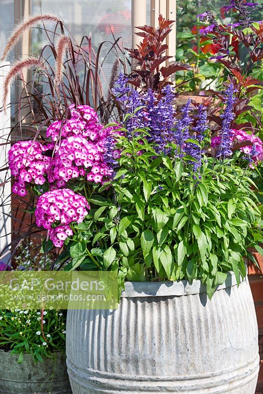 Plant container with Salvia and Phlox