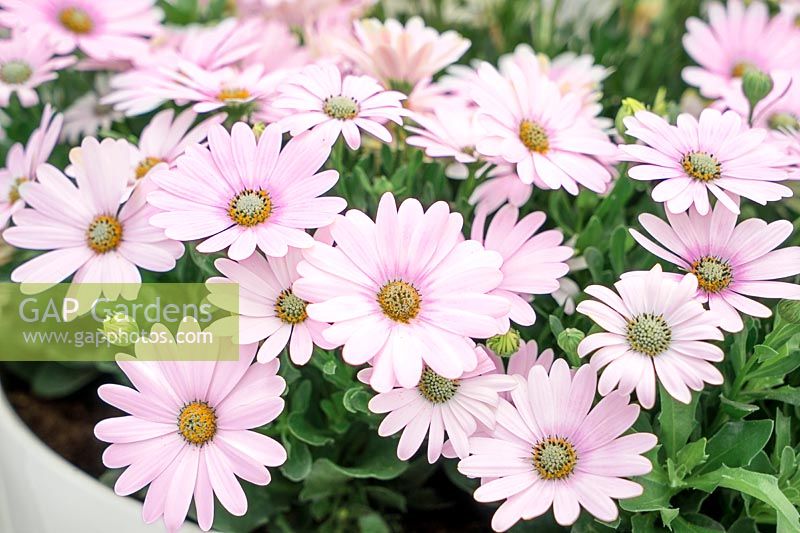 Osteospermum Cape Daisy ® Softly Pink Improved