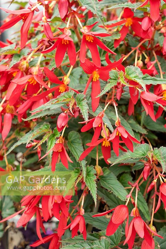 Begonia boliviensis Beauvilia Red