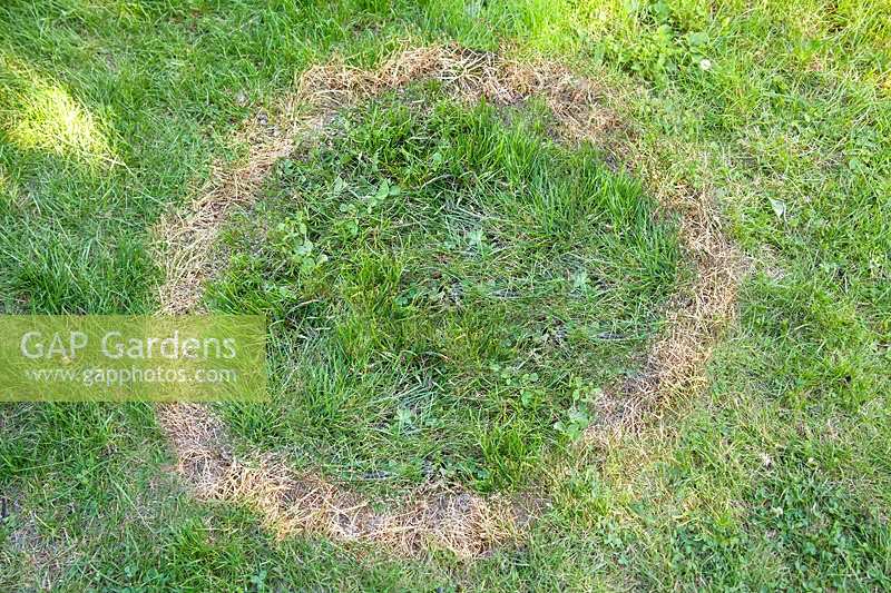 Fairy ring on the lawn