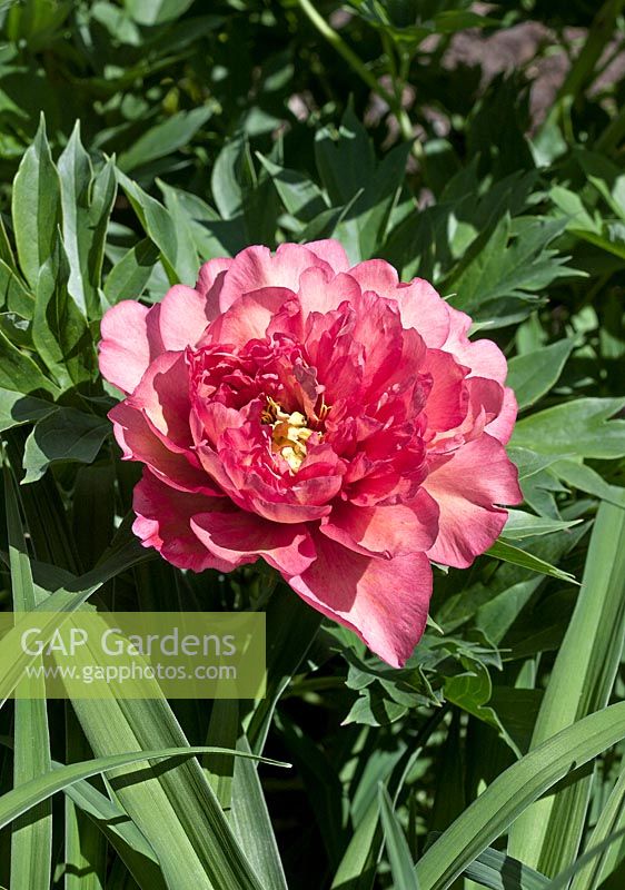 Paeonia Hillary