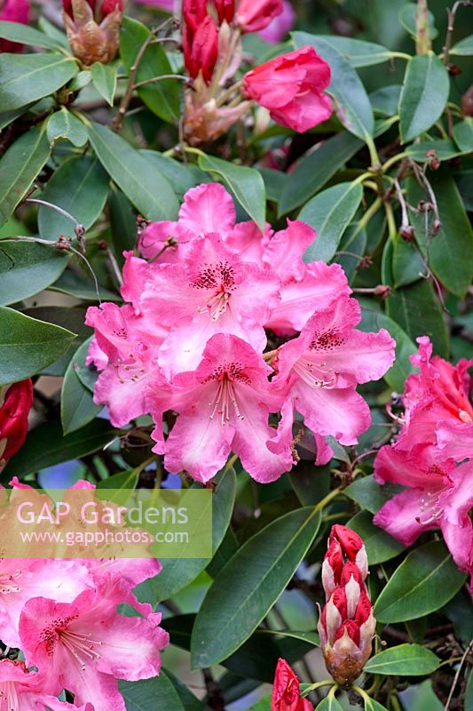 Rhododendron Betty Wormald