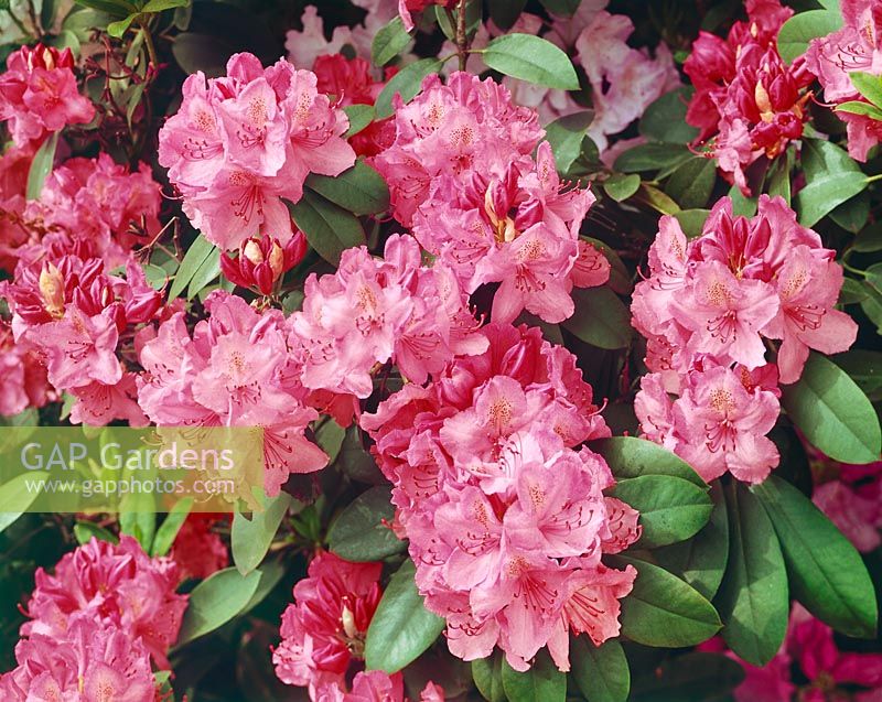 Rhododendron Karin
