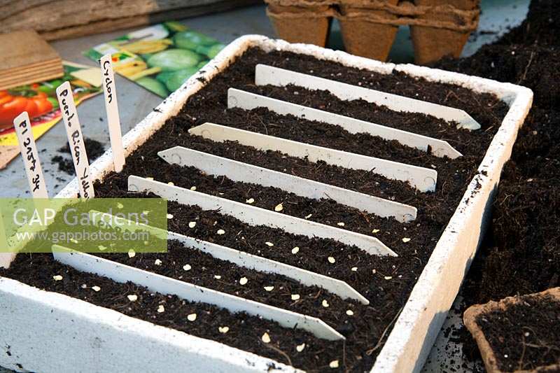 Seedling production - plant growing step 2