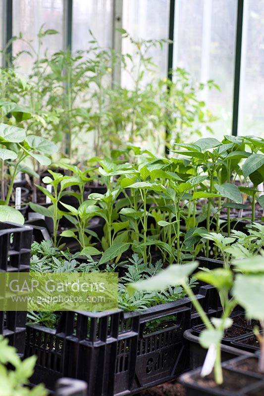 Seedling production - seedling is ready to be planted
