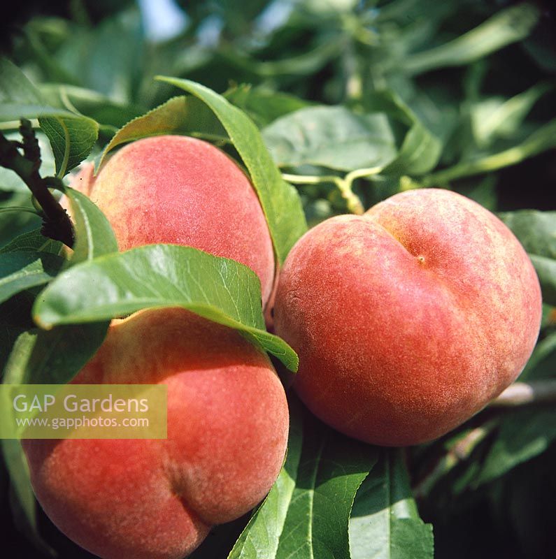 Prunus persica var. persica Rekord von Alfter