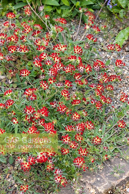 Anthyllis vulneraria Red Carpet