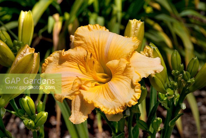 Hemerocallis Sherry Lane Carr