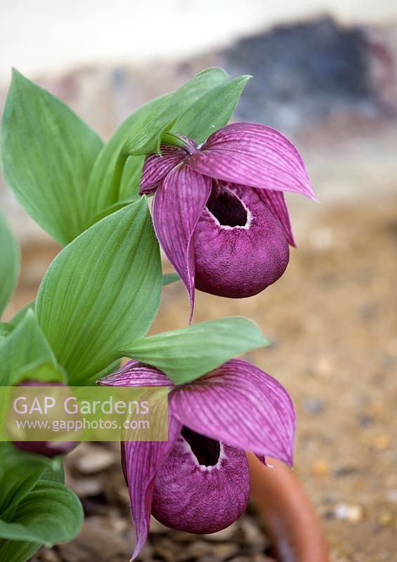 Cypripedium tibeticum