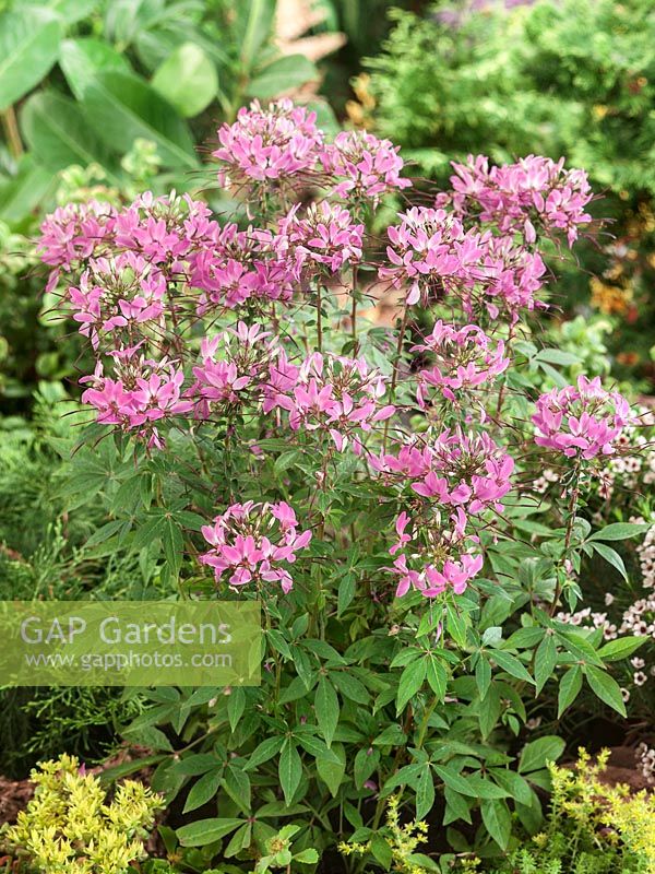 Cleome spinosa Senorita Rosalita