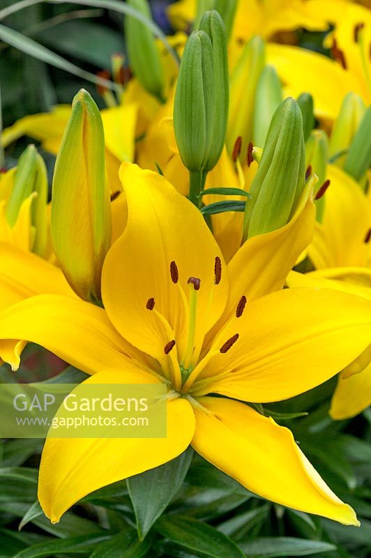 Lilium Asiatic Petite Brigitte